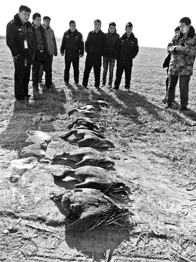 志愿者們?cè)诂F(xiàn)場(chǎng)撿到的死亡大雁及其他鳥(niǎo)類(lèi) 志愿者們?cè)诂F(xiàn)場(chǎng)撿到的死亡大雁及其他鳥(niǎo)類(lèi)