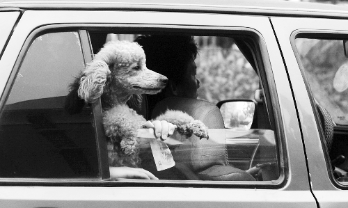 再帶著寵物出門坐出租車，可得想好了