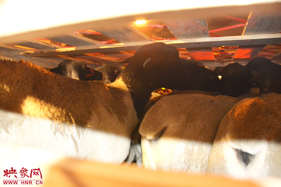 千只澳大利亞種羊“打飛的”落戶(hù)河南 創(chuàng)國(guó)內(nèi)多個(gè)第一 千只澳大利亞種羊“打飛的”落戶(hù)河南 創(chuàng)國(guó)內(nèi)多個(gè)第一