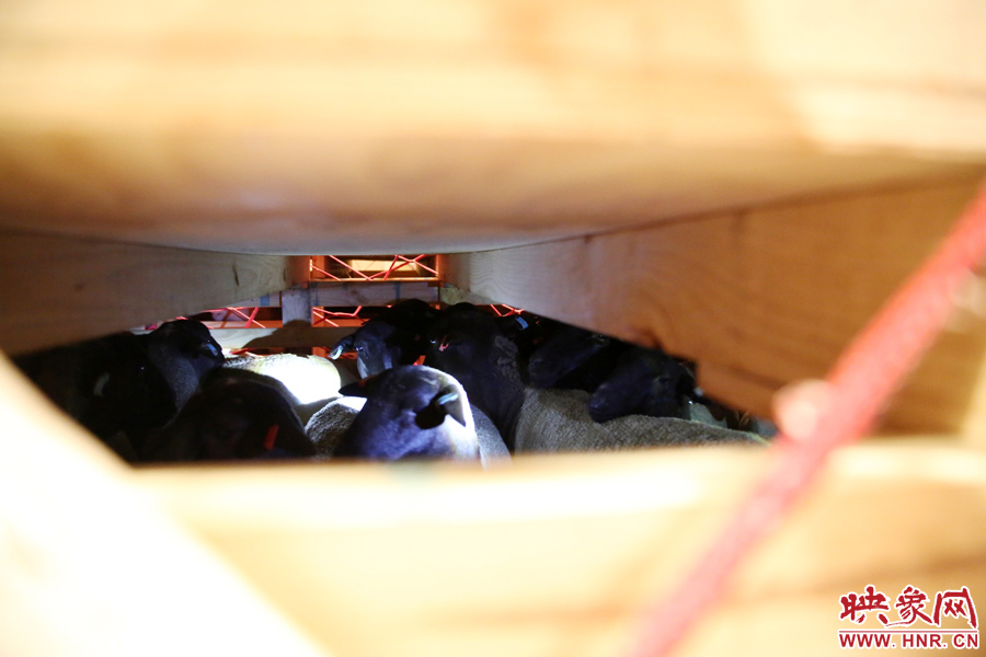 千只澳大利亞種羊“打飛的”落戶(hù)河南 創(chuàng)國(guó)內(nèi)多個(gè)第一 千只澳大利亞種羊“打飛的”落戶(hù)河南 創(chuàng)國(guó)內(nèi)多個(gè)第一