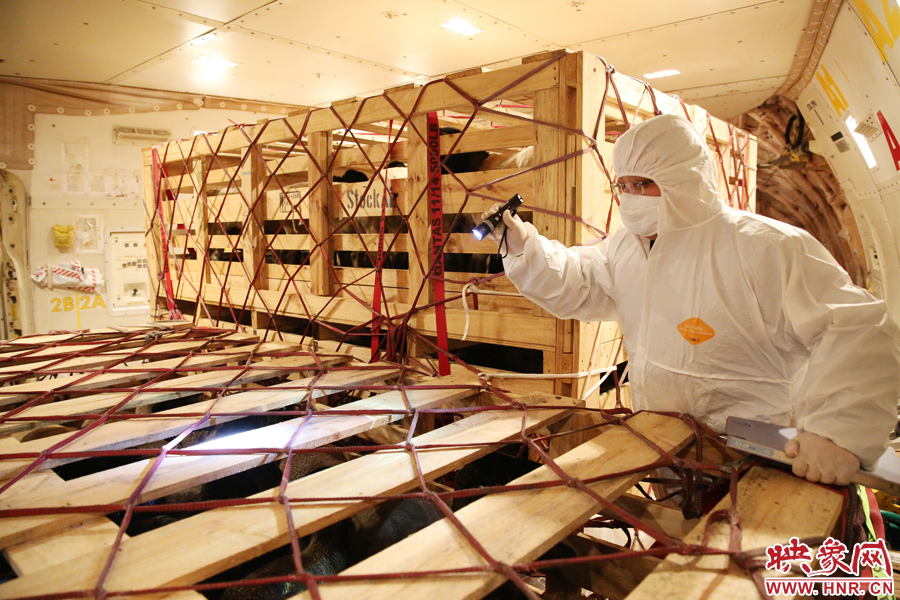 千只澳大利亞種羊“打飛的”落戶(hù)河南 創(chuàng)國(guó)內(nèi)多個(gè)第一 千只澳大利亞種羊“打飛的”落戶(hù)河南 創(chuàng)國(guó)內(nèi)多個(gè)第一