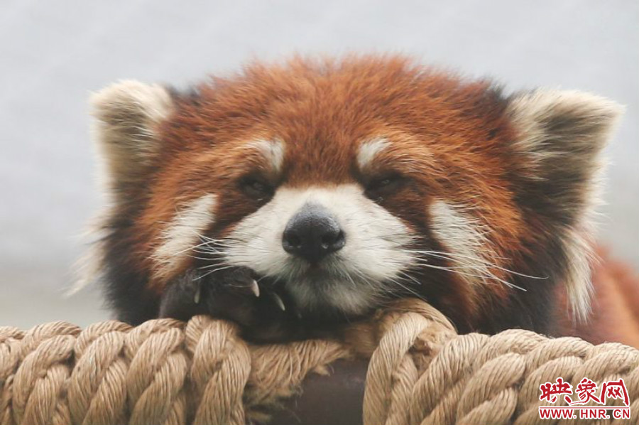 小熊貓?jiān)谑澜绺鲃游飯@中是相當(dāng)受歡迎的動物。