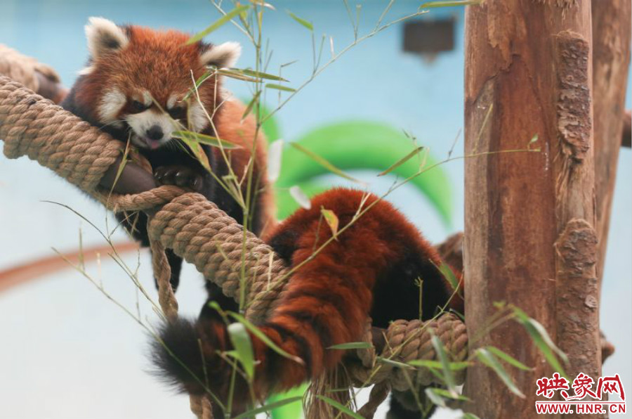 憨態(tài)可掬的小熊貓備受小朋友們的喜愛。