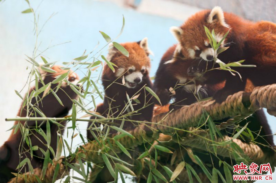 18只小熊貓正在進(jìn)食。
