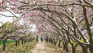 　郊外花海惹人醉。