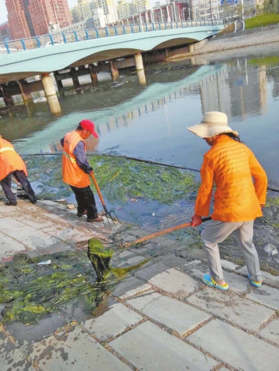 每天出動(dòng)六十人次進(jìn)行打撈，也難以遏制綠藻蔓延。