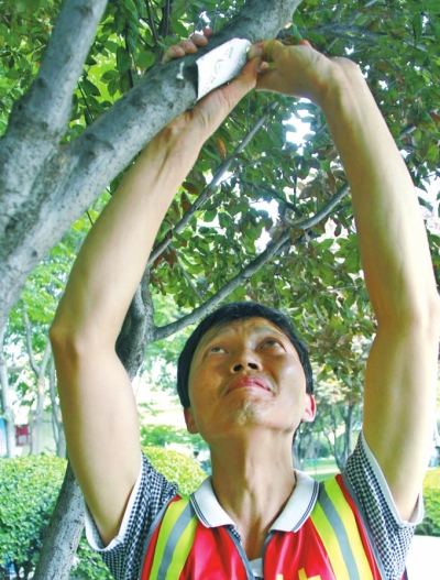 綠化人員將試管粘附在樹上 綠化人員將試管粘附在樹上