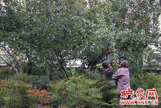 扯樹枝摘果子 扯樹枝摘果子