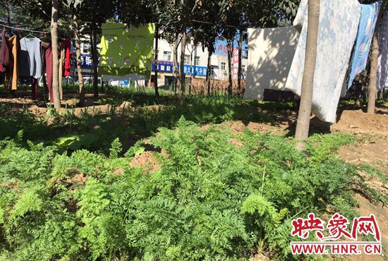 西四環(huán)中原路交叉口，大片生態(tài)廊道被毀，變成私家菜園。