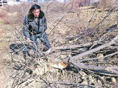 問周邊的人，都說白天沒見有人推樹，可能是夜里被鏟車推的