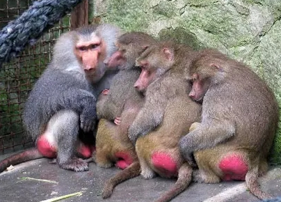 強(qiáng)冷空氣+雨 鄭州終于要下雪了！最低氣溫-6℃！