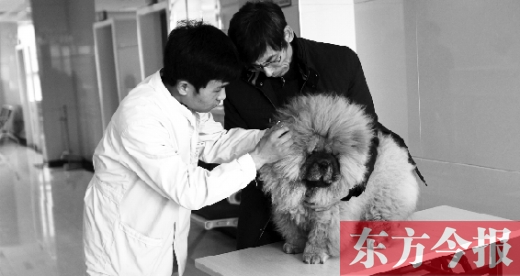 在一家大型寵物醫(yī)院里，生病的狗狗正在接受治療