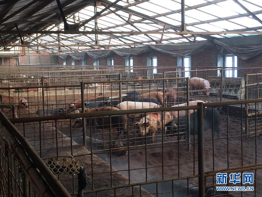 穗豐園里的豬舍（2013年12月8日攝）。新華社記者 程子龍 攝
