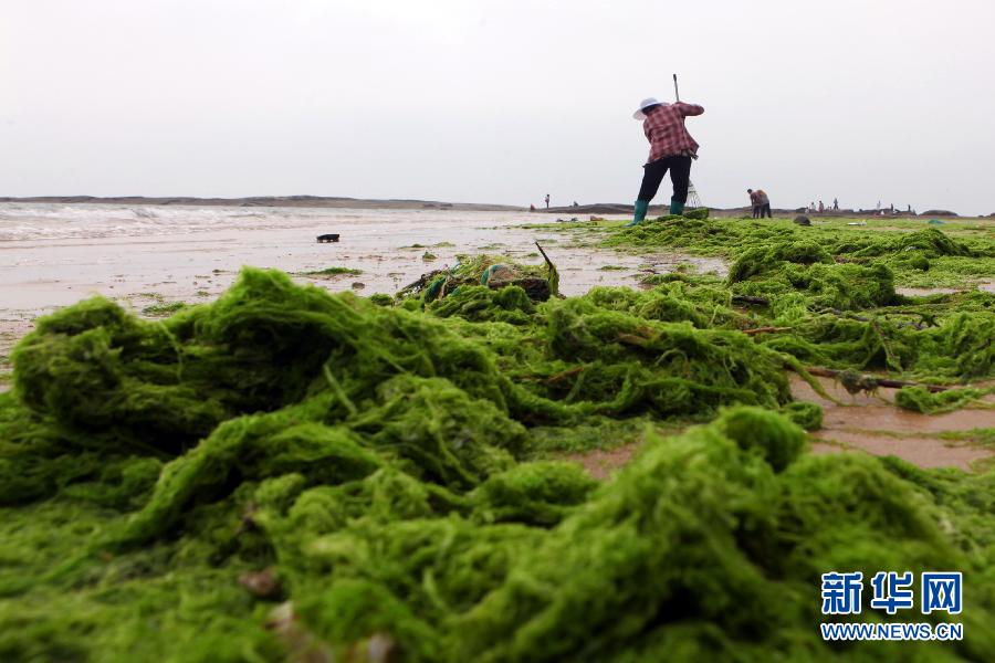 6月10日，山東日照市萬平口景區(qū)管理部門組織工作人員在清理海灘上的滸苔。