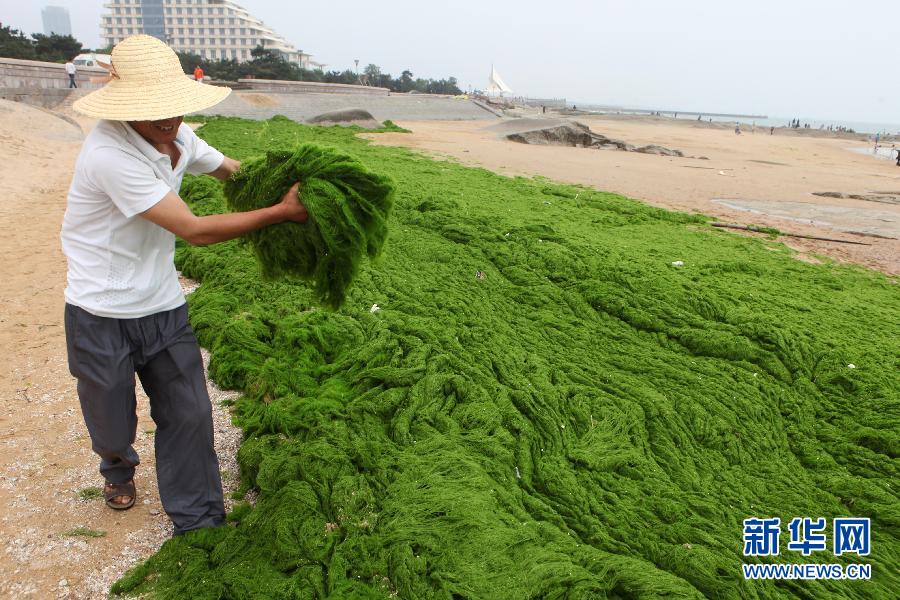 6月10日，山東日照市萬平口景區(qū)管理部門組織工作人員在清理海灘上的滸苔。