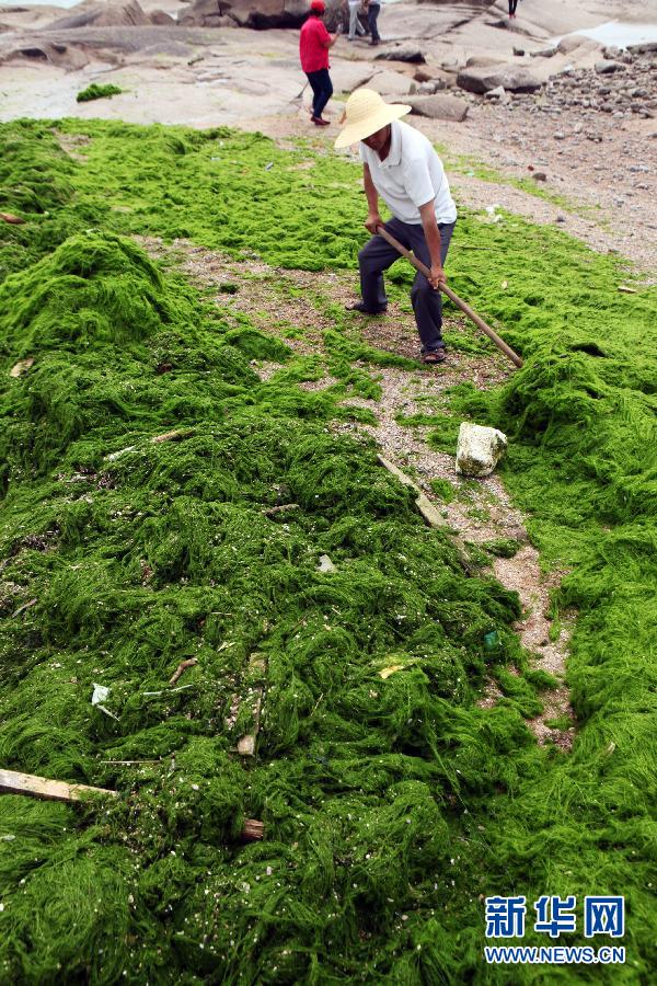 6月10日，山東日照市萬平口景區(qū)管理部門組織工作人員在清理海灘上的滸苔。