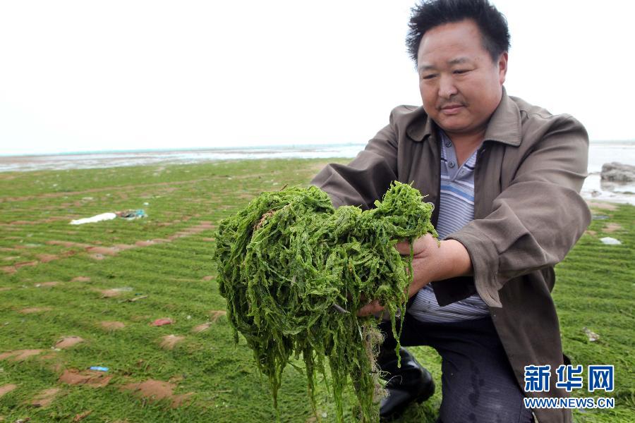 6月10日，在江蘇省連云港市贛榆縣海州灣旅游度假區(qū)，一名漁民在展示清理的滸苔。