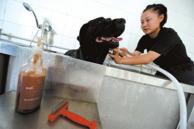 天熱時(shí),搜油犬會天天洗澡。