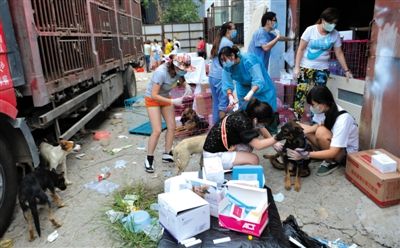 昨日下午,志愿者對攔截下來的狗逐一檢查,分類進行管理。