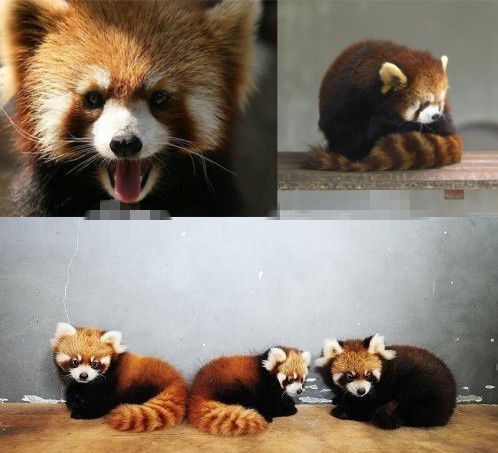 網(wǎng)友猜測三只小浣熊寓意歐弟老婆懷孕。