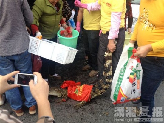 鱷魚被車主抓到。