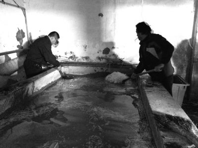 “黑作坊”的豆芽在臟亂不堪的水泥池中清洗。