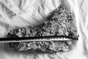 1月30日，新疆青河縣牧民別熱克·薩吾特意外撿到重7.85公斤左右的一塊狗頭黃金