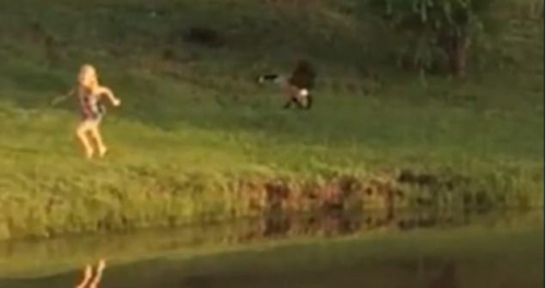 圖二：小女孩遭鵝襲擊向父親求救，但他不但沒有伸出援手，反而狂笑不止。