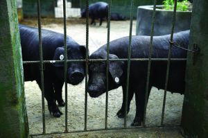 觀測(cè)點(diǎn)飼養(yǎng)區(qū)設(shè)有豬圈，可觀察豬是否有異常反應(yīng)