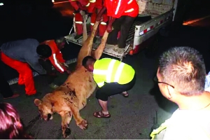 這頭母獅體態(tài)彪悍，重達400斤左右 網(wǎng)絡(luò)圖片　