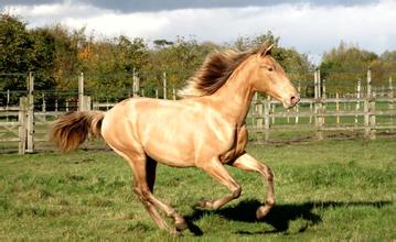 我國科學(xué)家發(fā)現(xiàn) 2000多年前罕見金色馬匹 我國科學(xué)家發(fā)現(xiàn) 2000多年前罕見金色馬匹