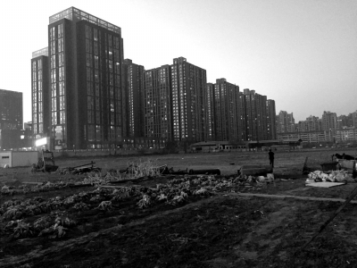 荒地上除堆放一些雜物外，還被附近居民種上了一片大白菜。