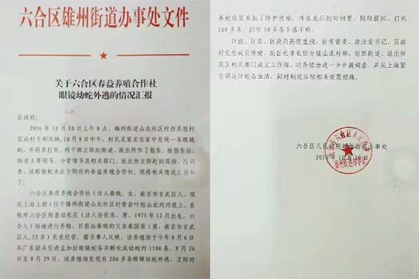 交匯點10月10日消息， 10日晚上，一則消息在南京人的朋友圈和微信群里瘋傳，網(wǎng)傳消息稱：六合雄州街道山北村一個農(nóng)莊私自養(yǎng)眼鏡蛇，幾天前突然跑出來了，估計二三百條。交匯點記者向六合區(qū)委宣傳部相關(guān)人士求證，證實了此事確實發(fā)生。