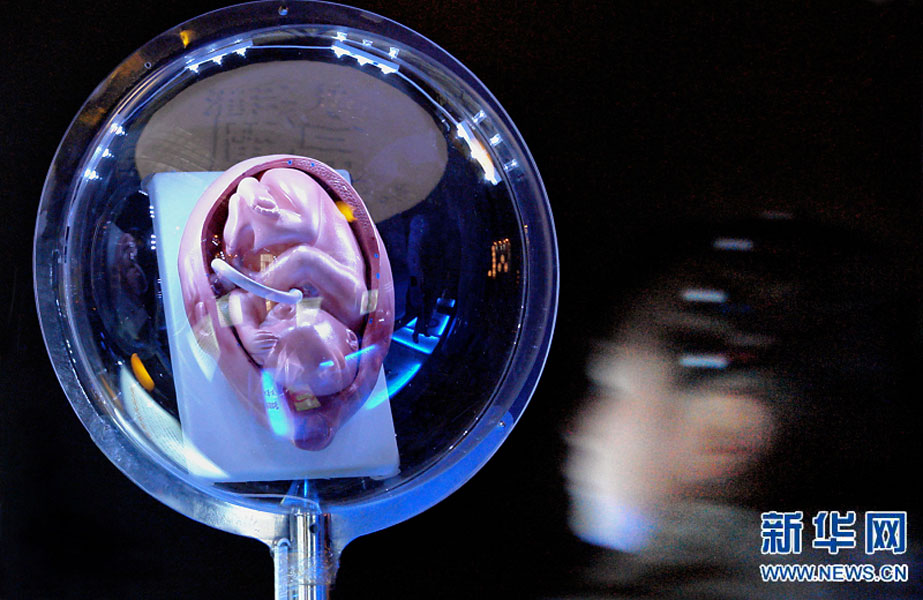 一名小學(xué)生在鄭州科技館內(nèi)參觀介紹遺傳、生育等知識(shí)的“奇幻生命之旅”展覽（2007年2月18日攝）。