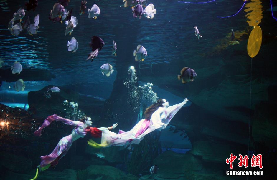 9月7日，在中秋節(jié)到來前一天，山東泉城海洋極地世界為游客帶來“嫦娥水中奔月”表演。