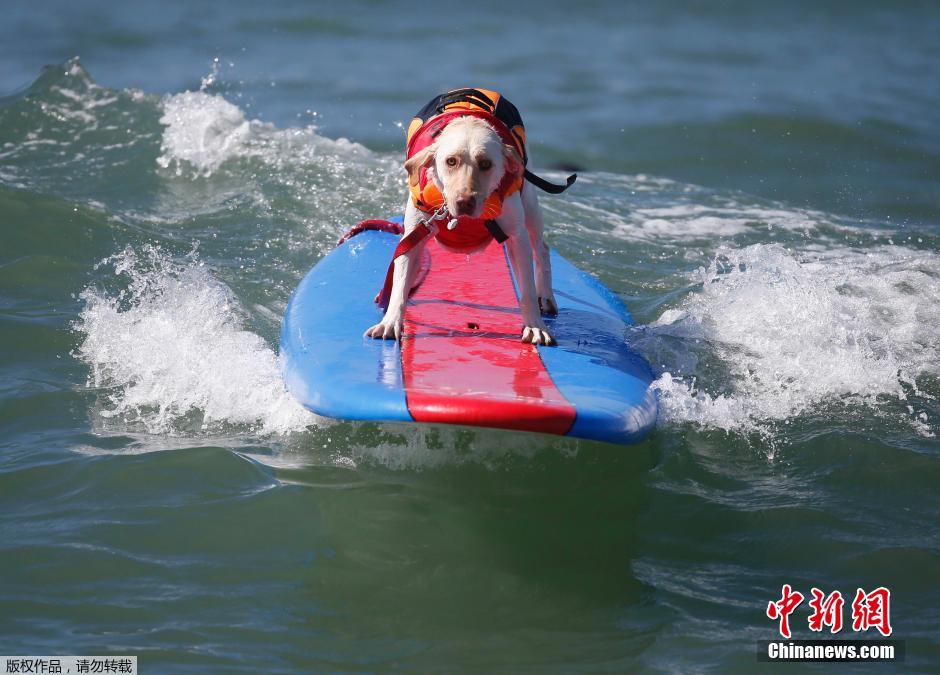 美國(guó)狗狗沖浪大賽 汪星人乘風(fēng)破浪帥氣十足 美國(guó)狗狗沖浪大賽 汪星人乘風(fēng)破浪帥氣十足
