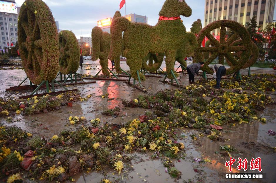 呼和浩特菊花展提前結(jié)束 數(shù)萬盆菊花被搬空 呼和浩特菊花展提前結(jié)束 數(shù)萬盆菊花被搬空