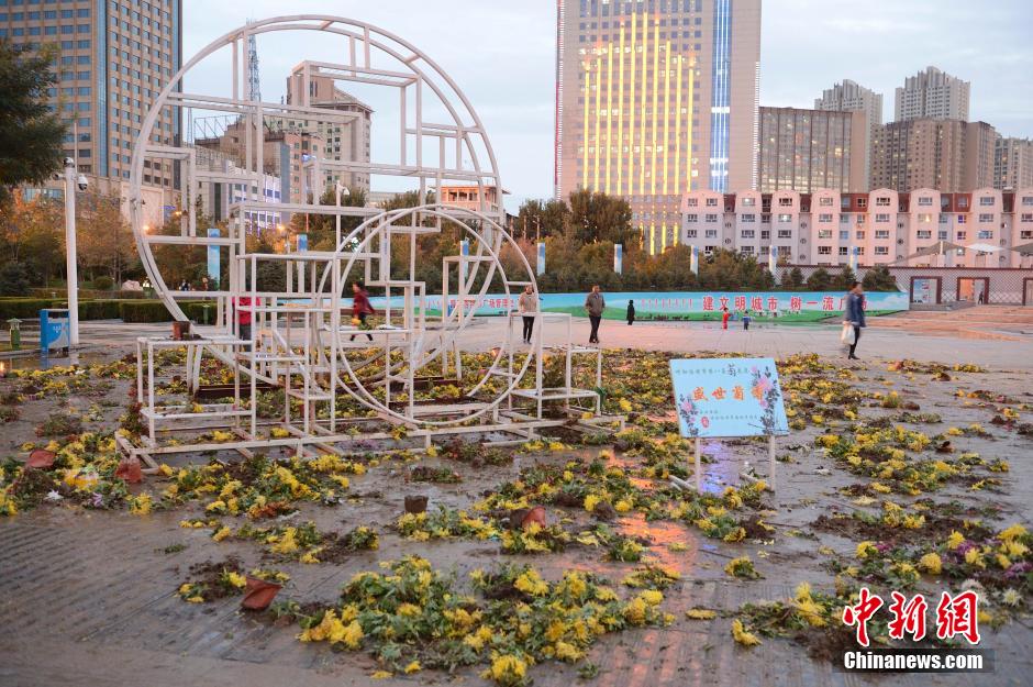 呼和浩特菊花展提前結(jié)束 數(shù)萬盆菊花被搬空 呼和浩特菊花展提前結(jié)束 數(shù)萬盆菊花被搬空