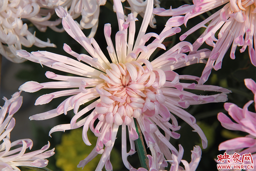 菊花綻放美麗。