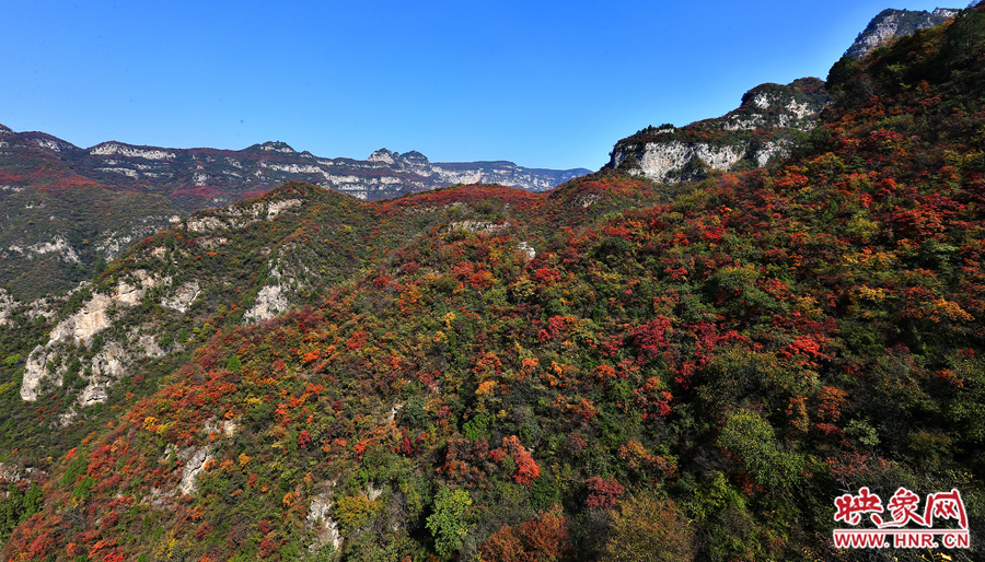 紅色，黃色，綠色的樹葉相互映襯