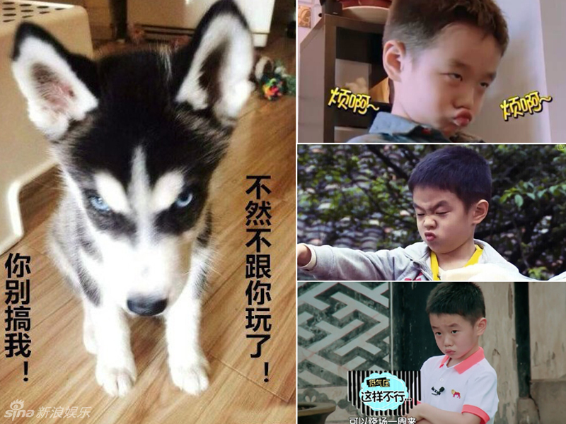 不小心就撞臉了！盤點(diǎn)動(dòng)物界的明星相