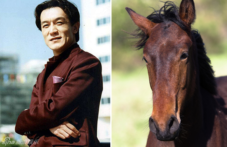 不小心就撞臉了！盤點(diǎn)動(dòng)物界的明星相