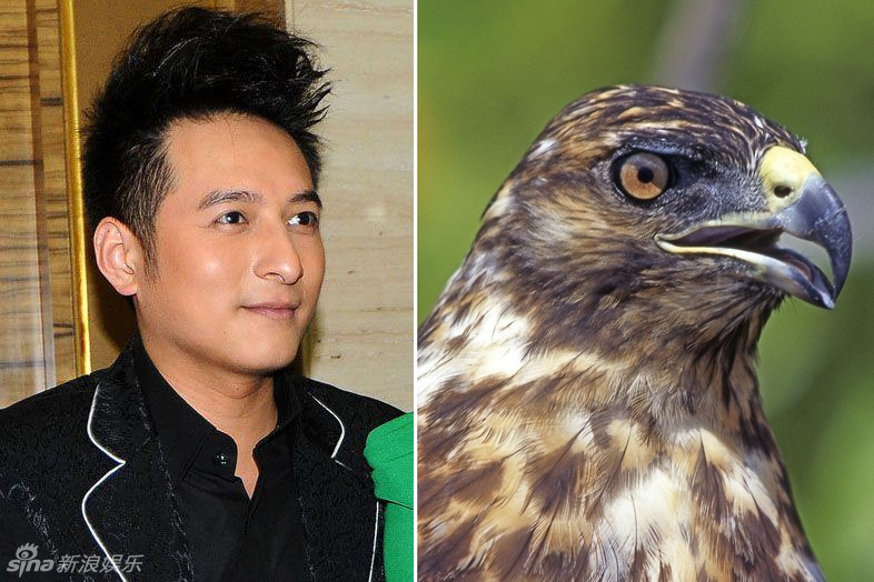 不小心就撞臉了！盤點(diǎn)動(dòng)物界的明星相