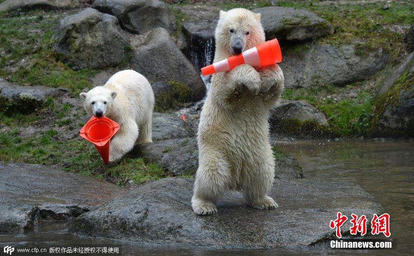 德國(guó)雙胞胎北極熊生日派對(duì)玩轉(zhuǎn)交通錐標(biāo) 德國(guó)雙胞胎北極熊生日派對(duì)玩轉(zhuǎn)交通錐標(biāo)