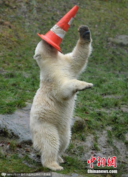 德國(guó)雙胞胎北極熊生日派對(duì)玩轉(zhuǎn)交通錐標(biāo) 德國(guó)雙胞胎北極熊生日派對(duì)玩轉(zhuǎn)交通錐標(biāo)