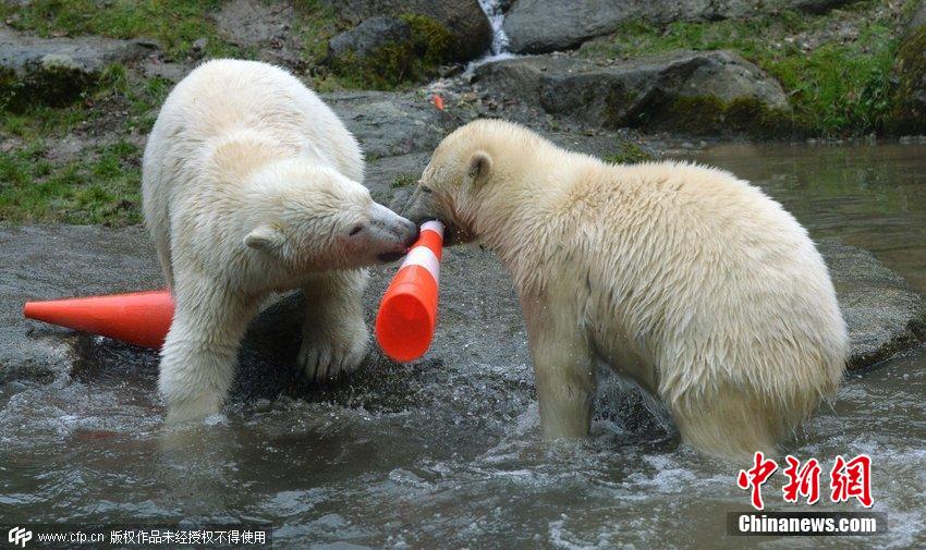 德國(guó)雙胞胎北極熊生日派對(duì)玩轉(zhuǎn)交通錐標(biāo) 德國(guó)雙胞胎北極熊生日派對(duì)玩轉(zhuǎn)交通錐標(biāo)