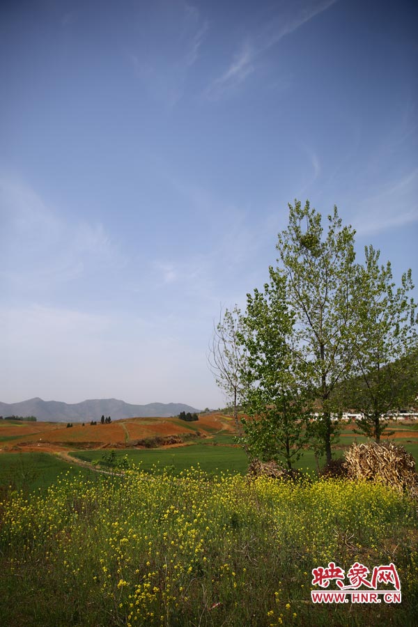 庫(kù)區(qū)的藍(lán)天、白云、綠樹(shù)、黃花給人清新的享受