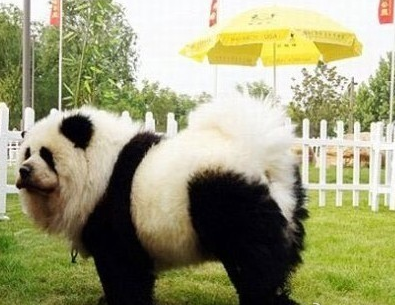 意大利馬戲團(tuán)將松獅犬染成熊貓賺錢 意大利馬戲團(tuán)將松獅犬染成熊貓賺錢