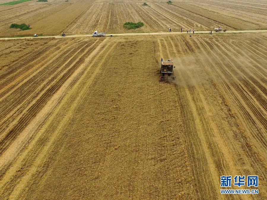 這是5月28日在河南省南陽市唐河縣甘河灣村航拍的麥?zhǔn)宅F(xiàn)場(chǎng)。