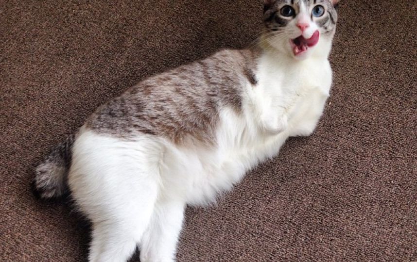 美國(guó)殘疾“貓堅(jiān)強(qiáng)”頑強(qiáng)生活